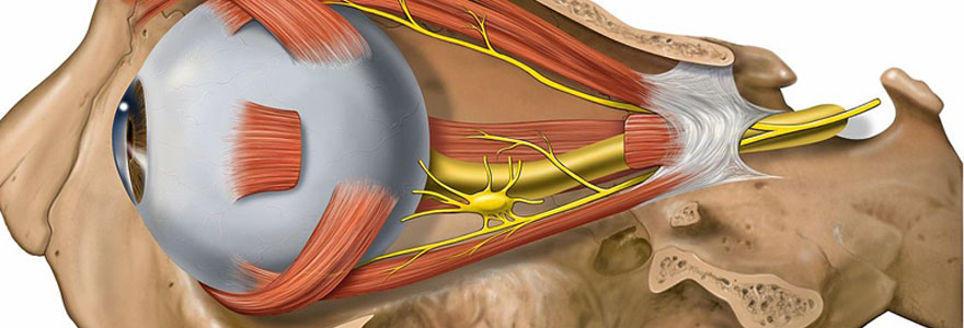 L’anatomie de l’oeil